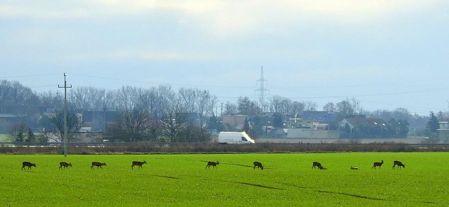 Kropki do połączenia, czyli sarenki spod Dopiewa