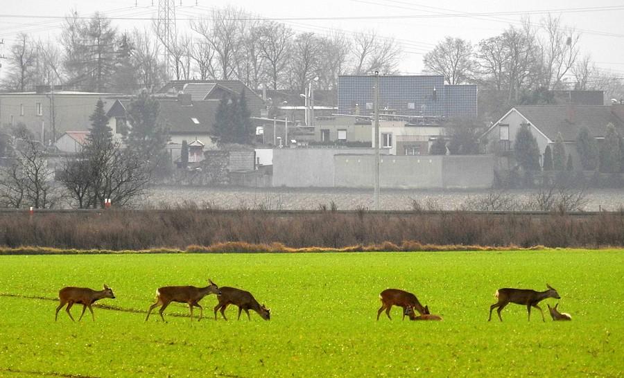 Sarenki w zbliżeniu