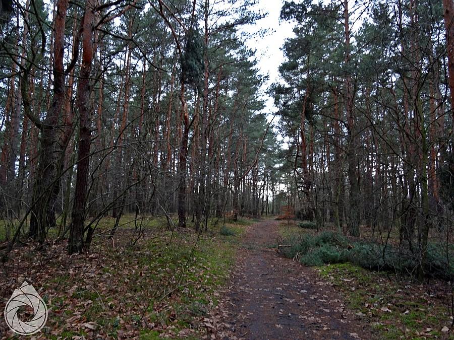 leśne drogi nad Kuźnicą Warężyńską