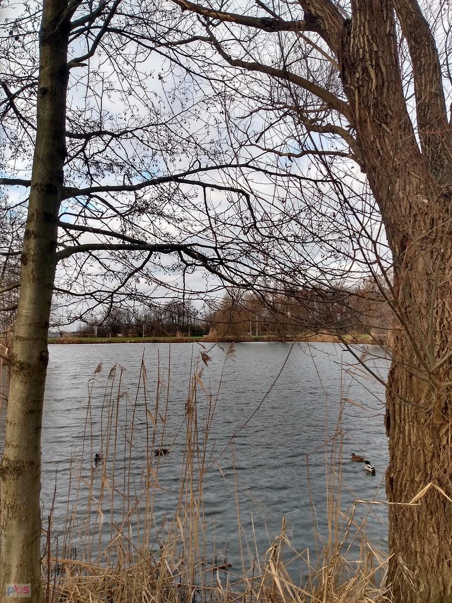 Staw w Zielonkach