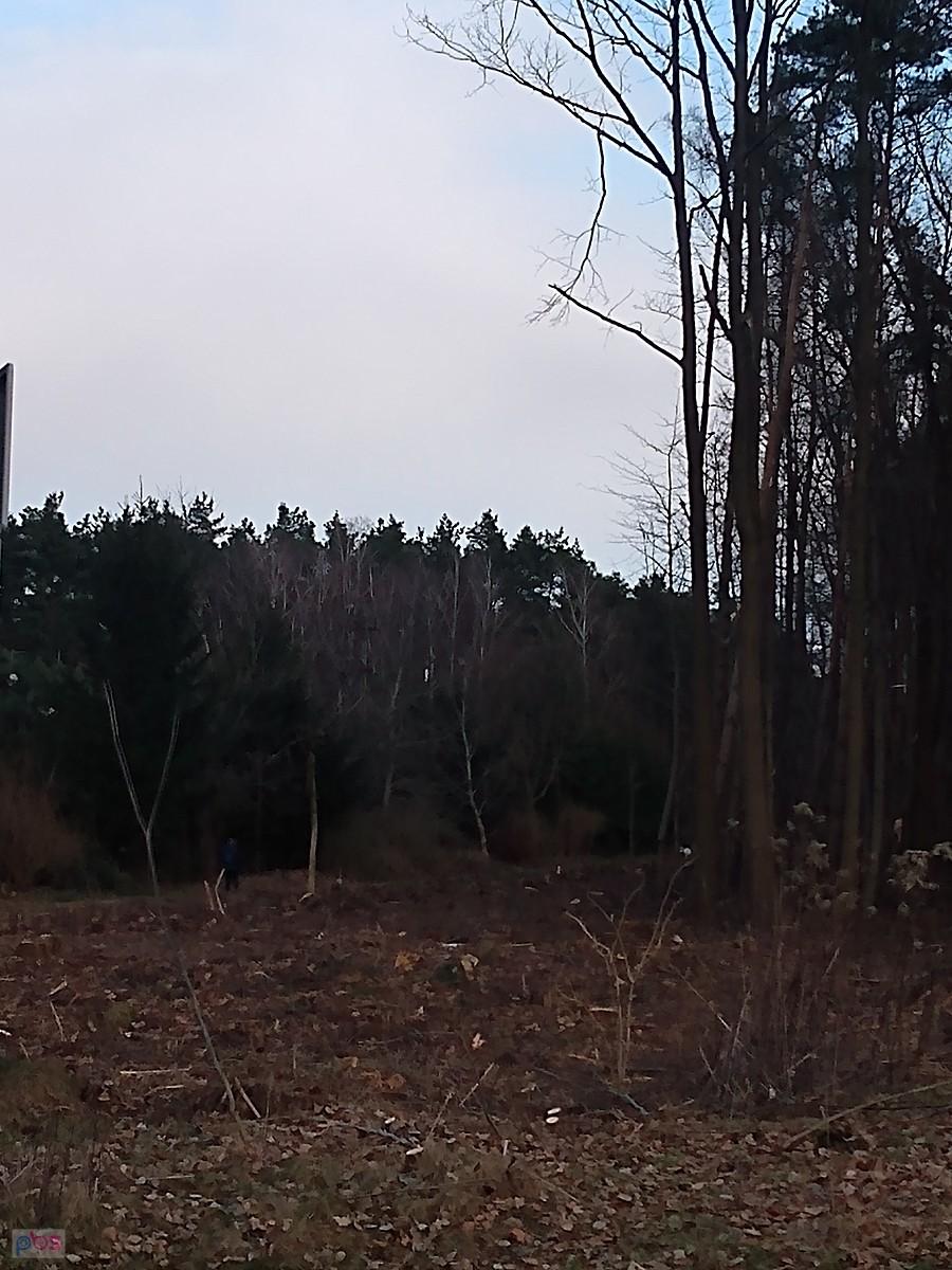 Wyrąbali kawał lasu wzdłuż drogi