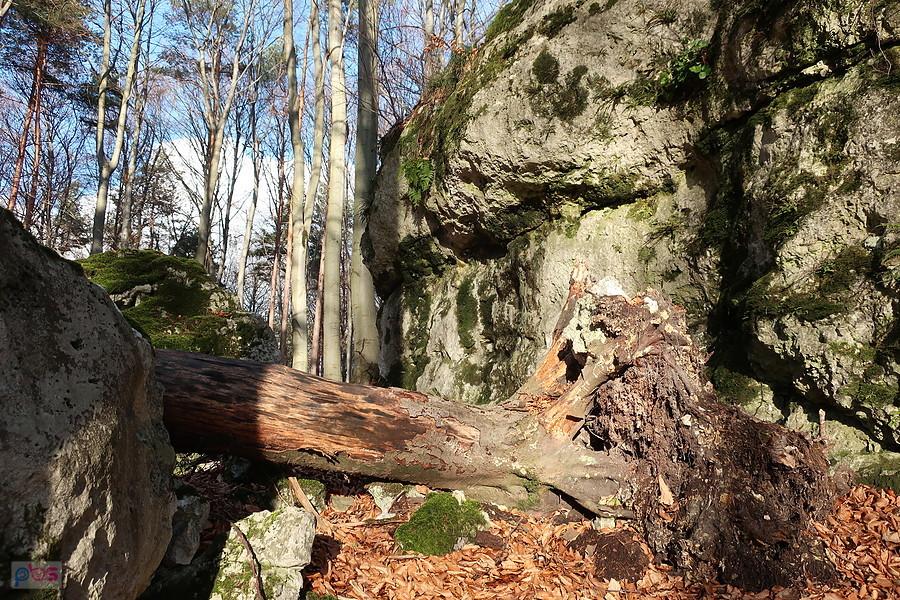 Przewrócone drzewo