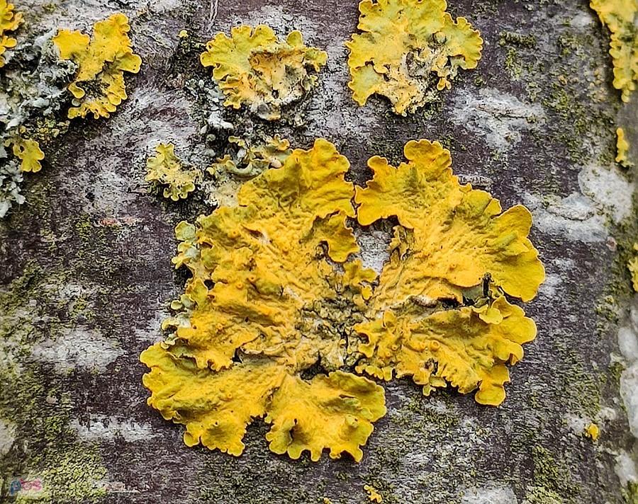 Kompozycja złotorostu