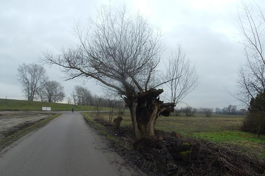 Wierzba