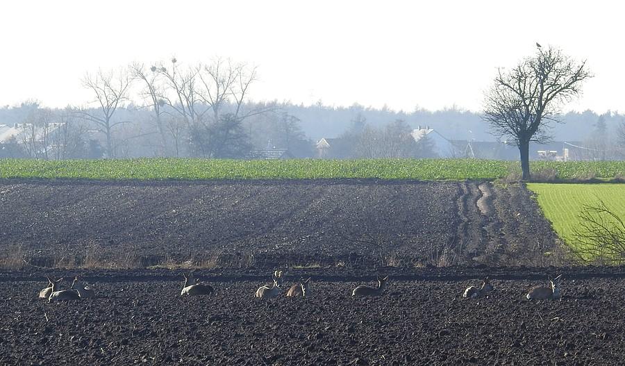Sarny na polu obok Krzyżownik