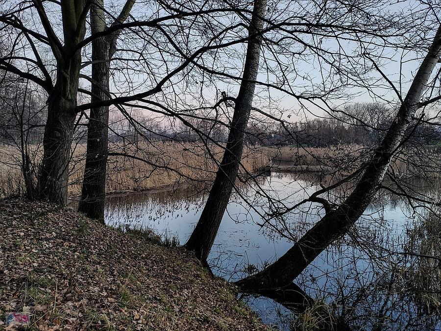 Staw Nenufarowy w Dolince Służewskiej