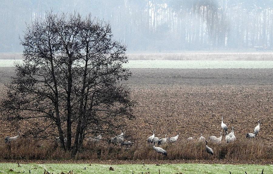 Koczujące żurawie