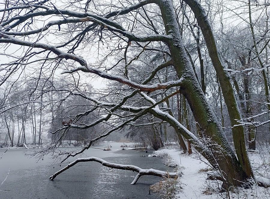 Biało i mroźno - poznańska Dębina