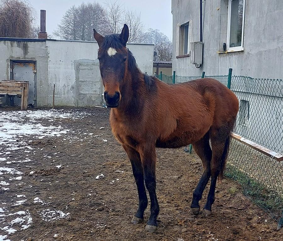 Ulubiona klacz ze Szczytnik
