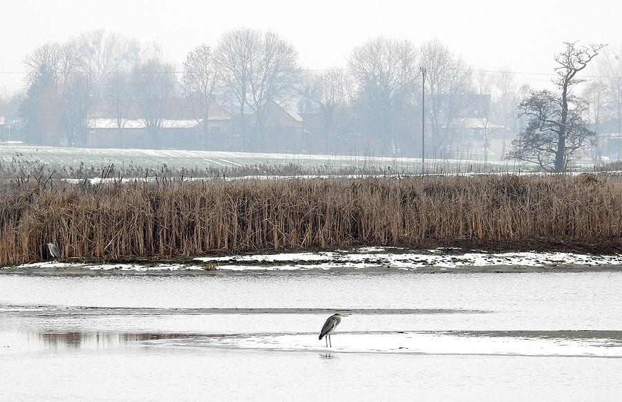 Śnieżny landszafcik z czaplą