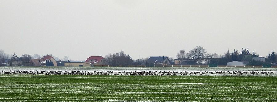 Olbrzymie stado gęsi za Dopiewem