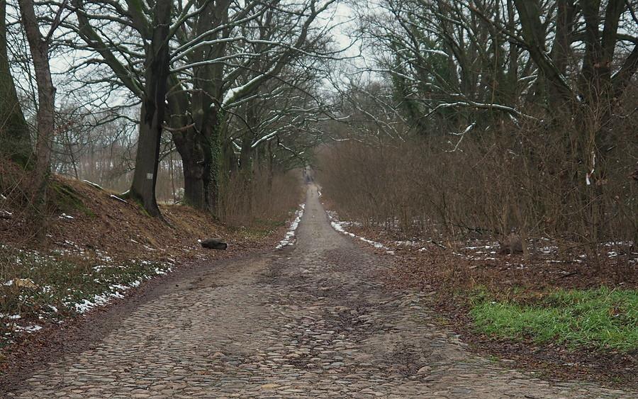Dębowa aleja w Jarnatowie
