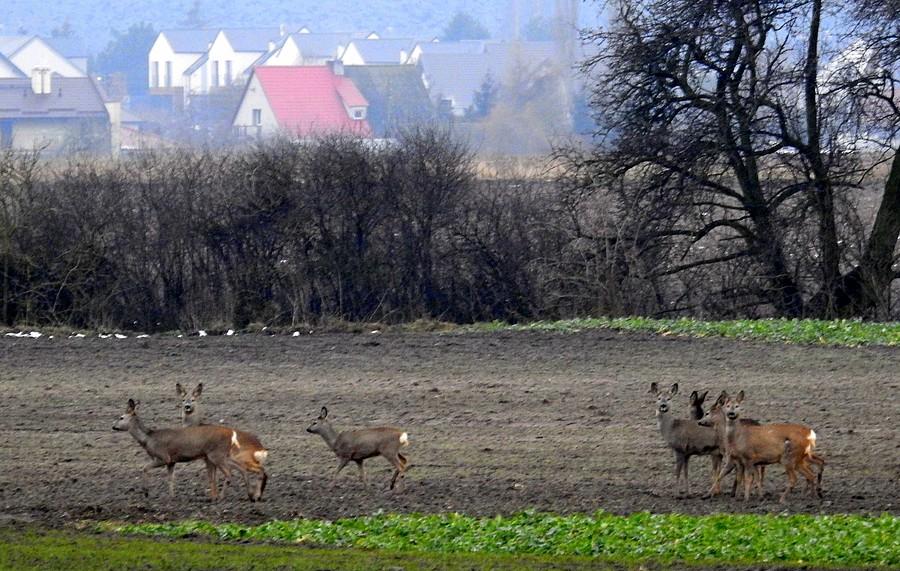 Przerwa w ucieczce