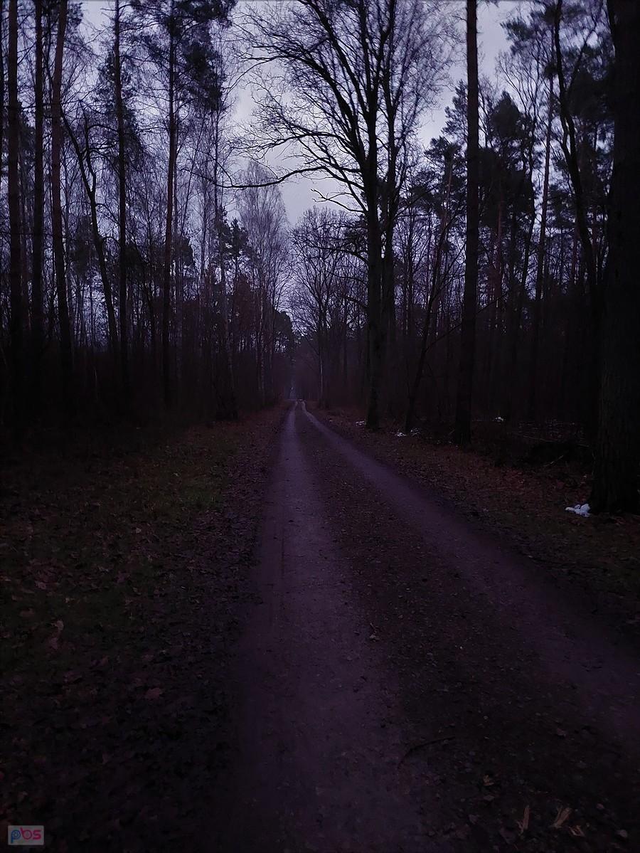 Zmierzch w lesie