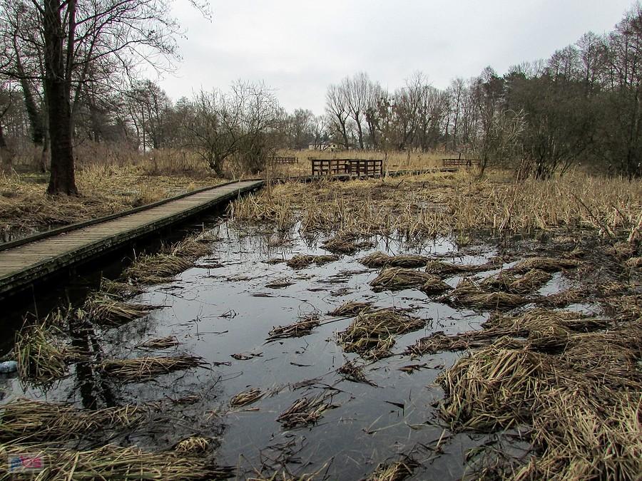 Pomost na mokradłach