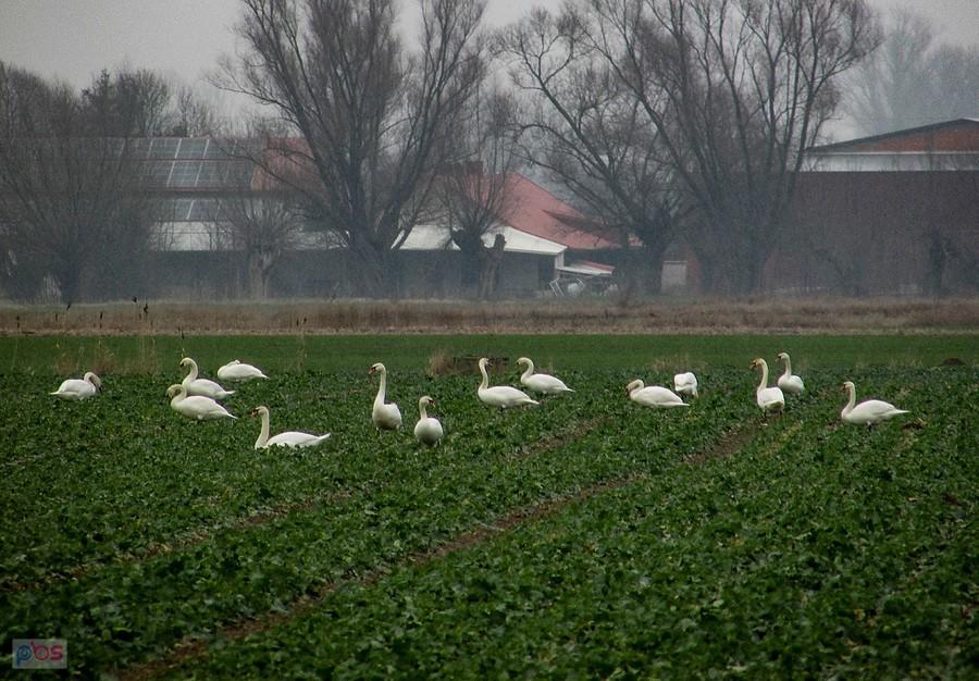 Łabędzie pasą się na polach