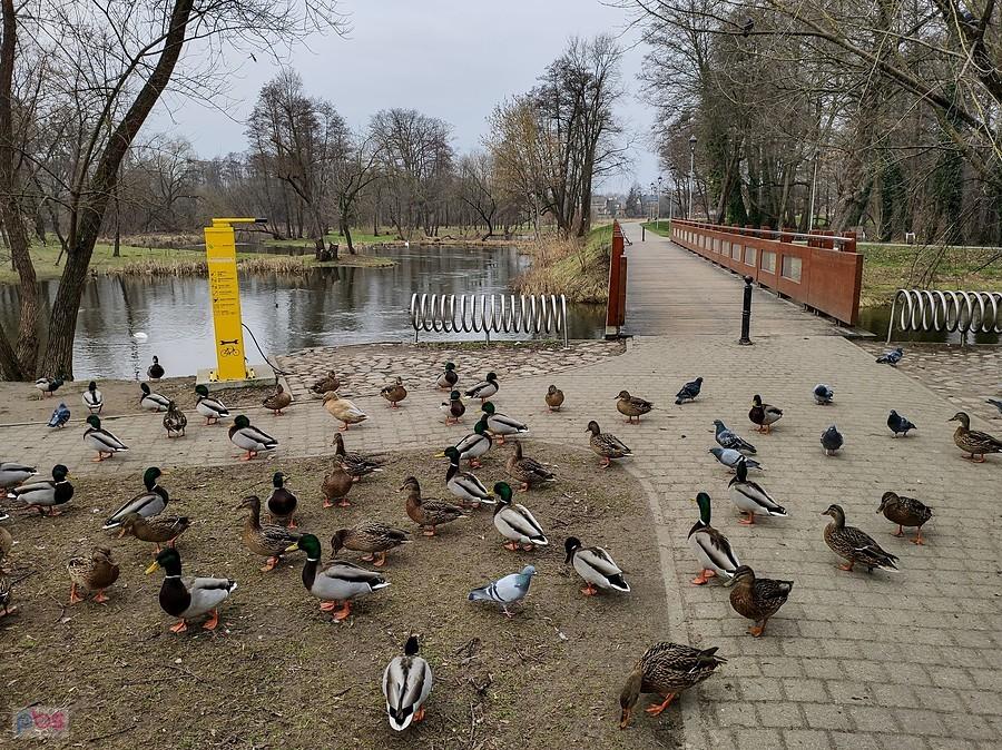 Kaczki czekają na sponsora