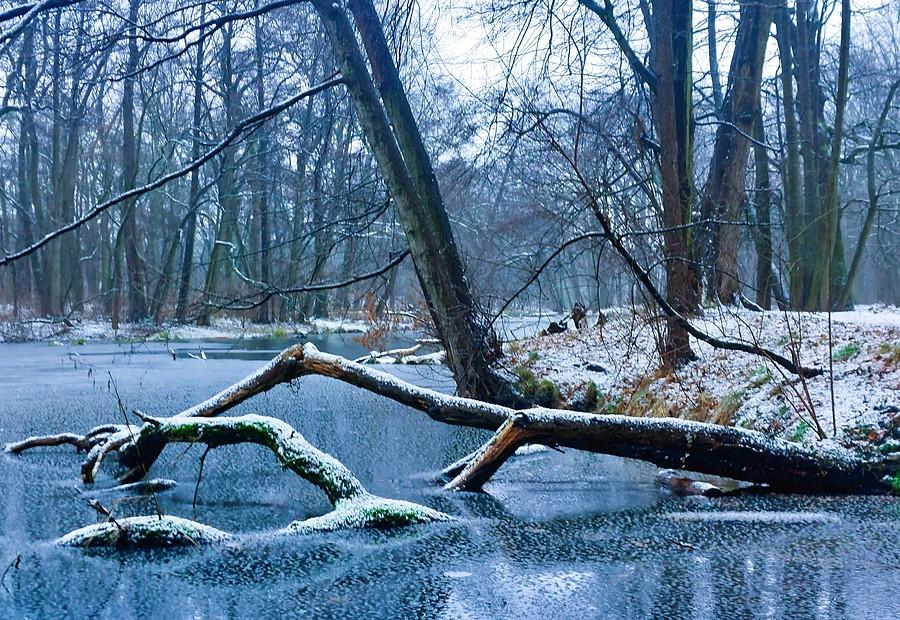 Zima na poznańskiej Dębinie