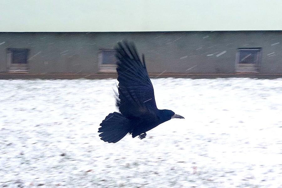Gawron wzbija się do lotu