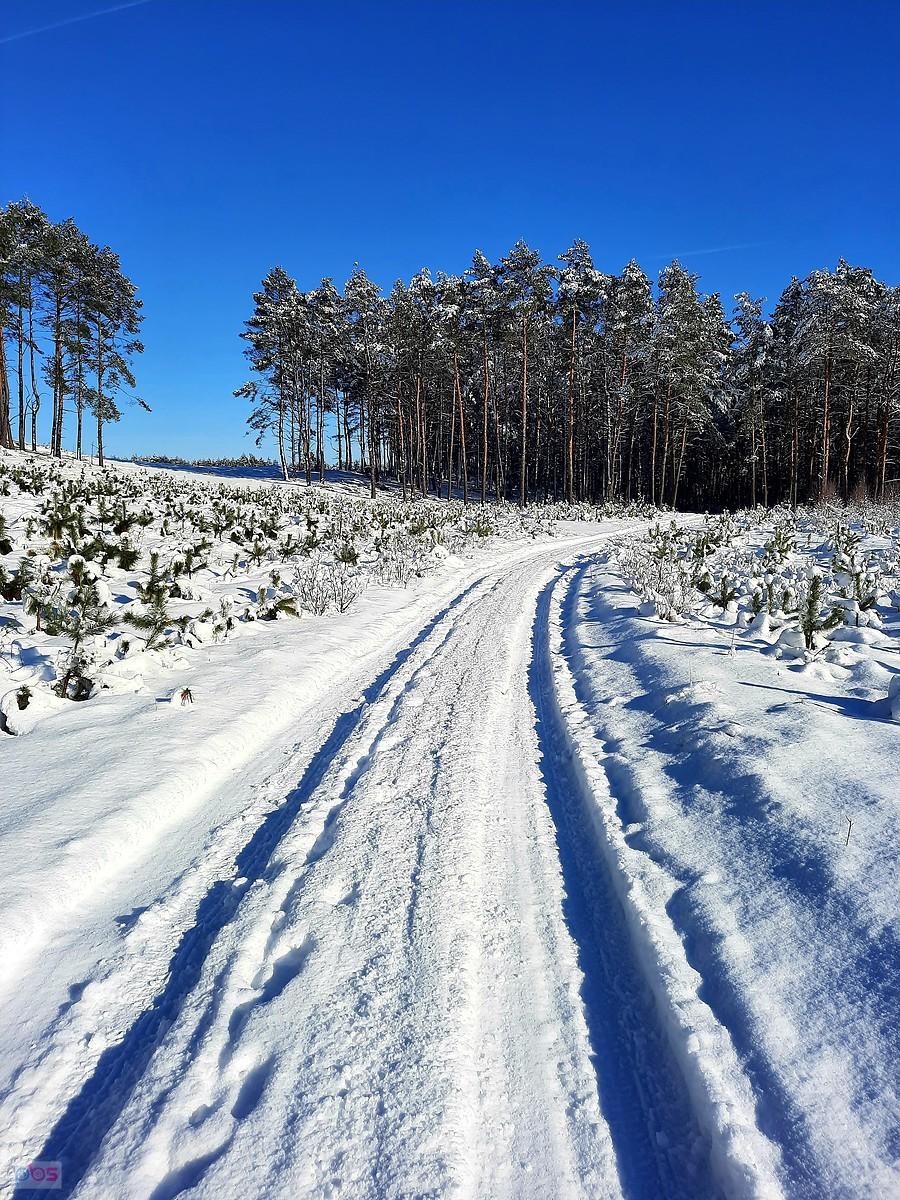 Ośnieżoną drogą przez las