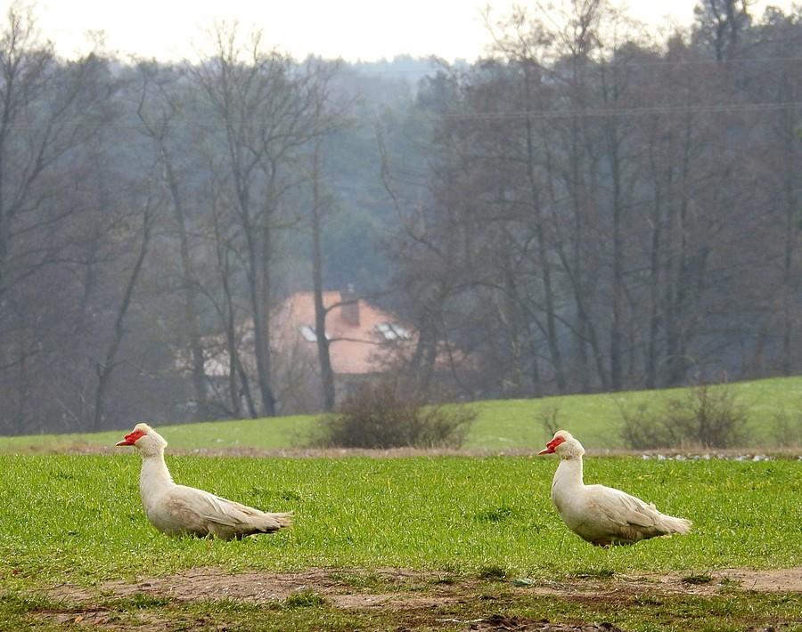 Kaczki domowe na wolności