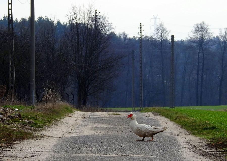 Kaczka przechodzi przez uliczkę