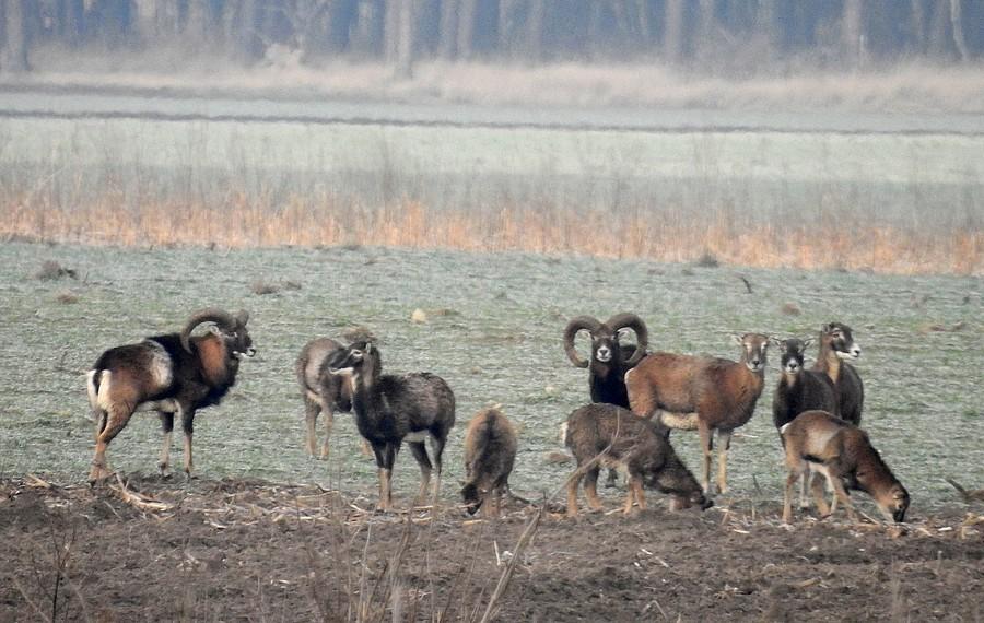 Maksymalne zbliżenie na muflony