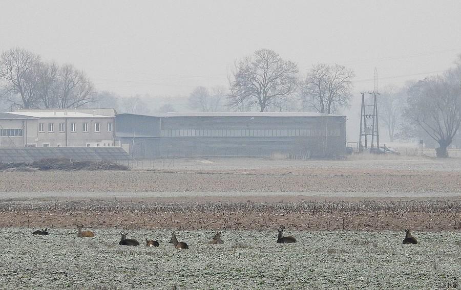 Sarenki odpoczywające pod fabryką