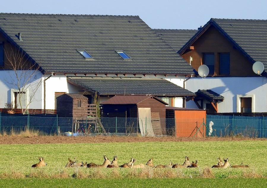 Śpiochy z poznańskiego Sypniewa