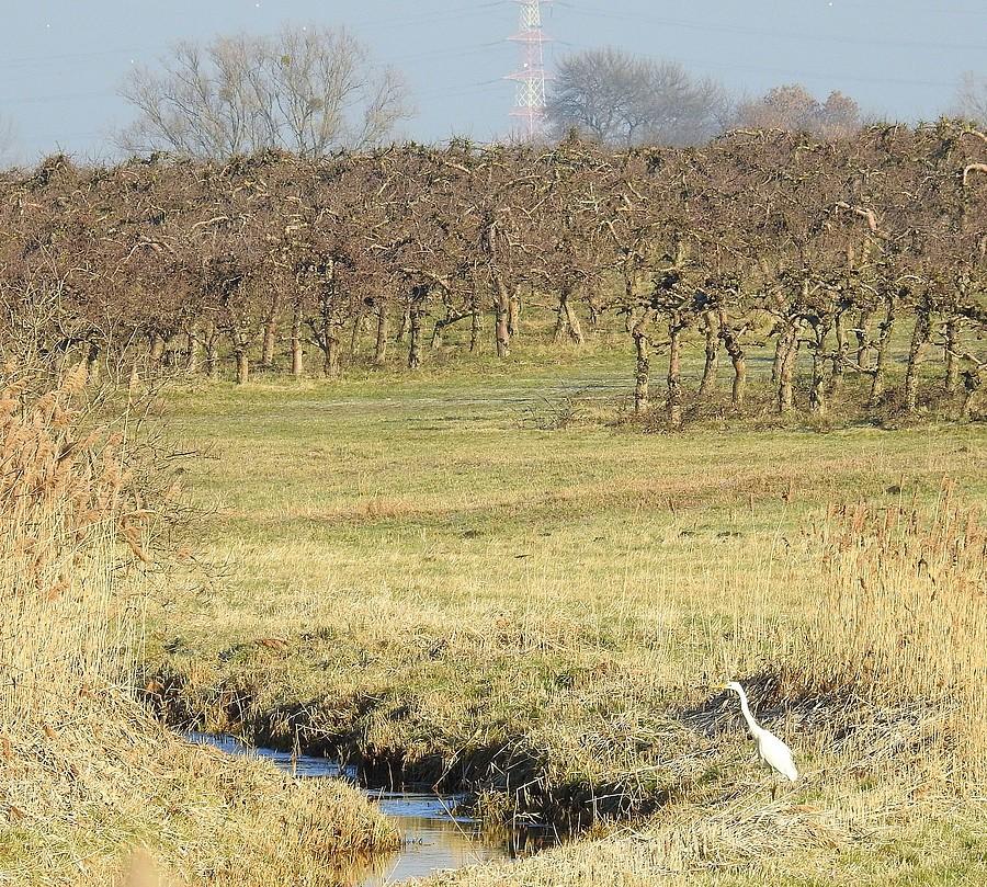 Widoczek z czaplą białą na pierwszym