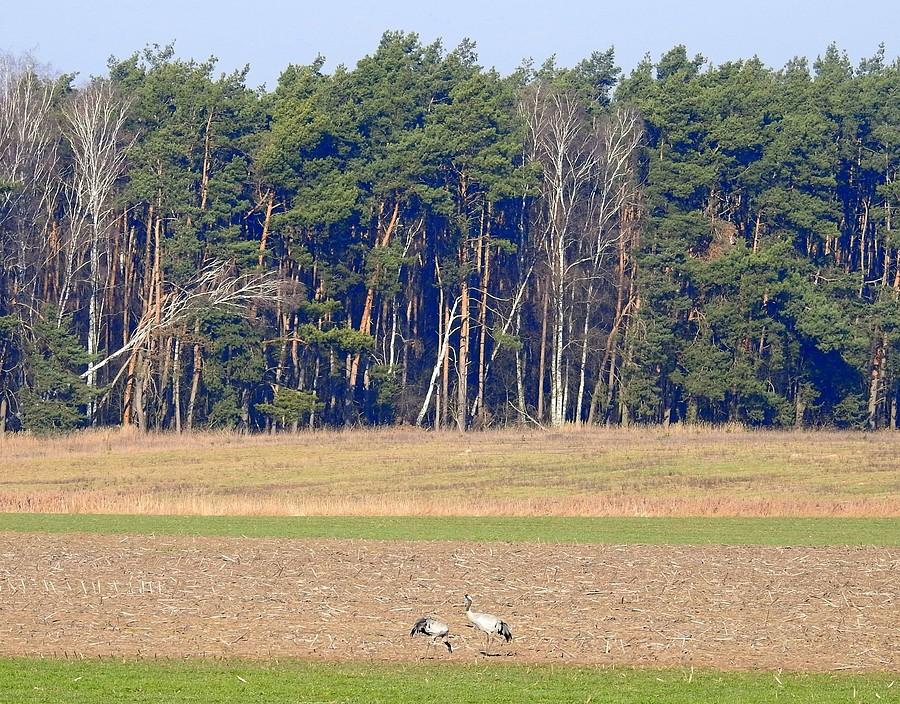 Wielki las i małe żurawie