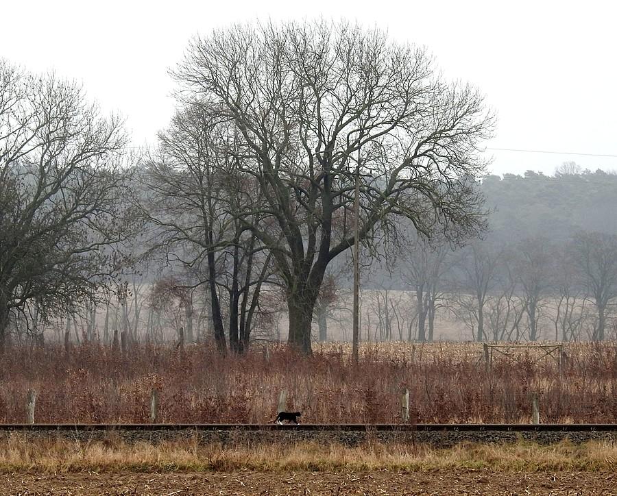 Landszafcik z zakamuflowanym kotkiem