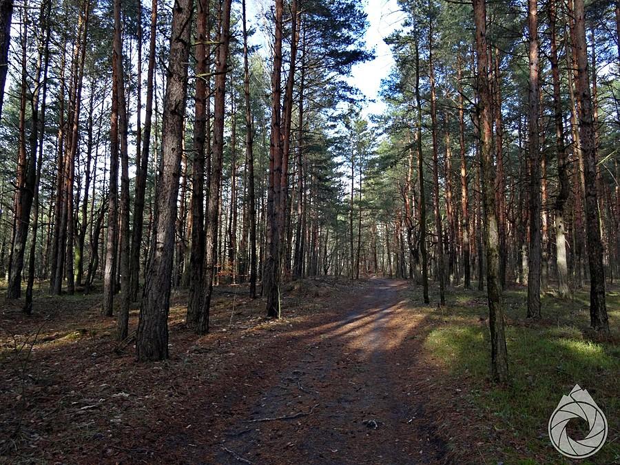 Dąbrowskie lasy takie wiosenne!