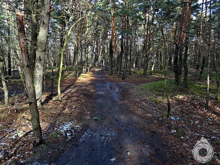 las nad Pogorią w prawie połowie zimy....czaicie, w połowie zimy!!