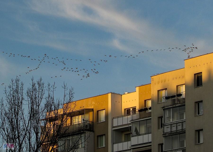Gąski nad blokowiskiem
