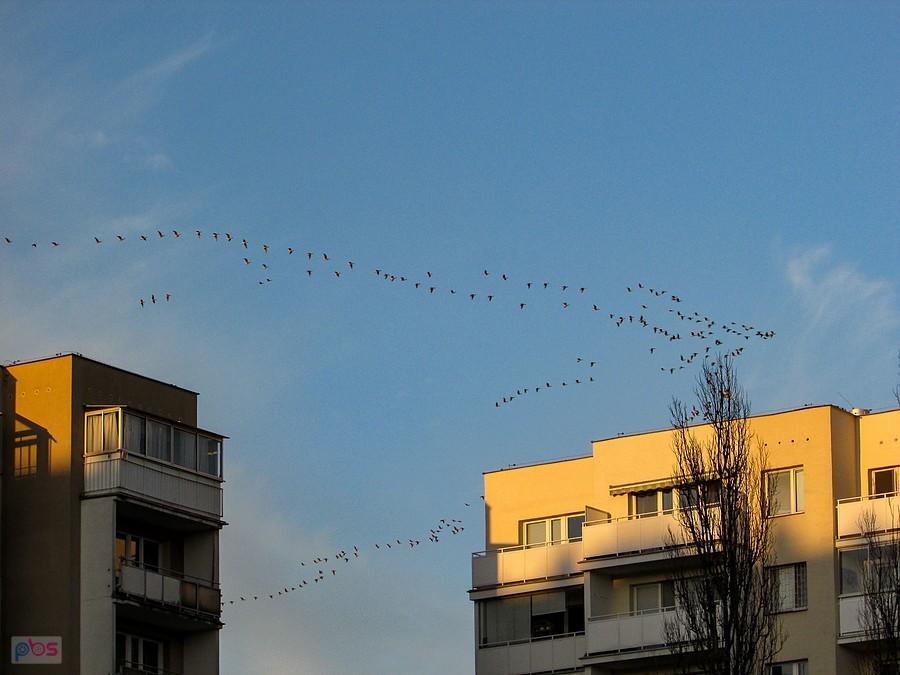 Przelot gęsi nad Ursynowem to rzadkie zjawisko