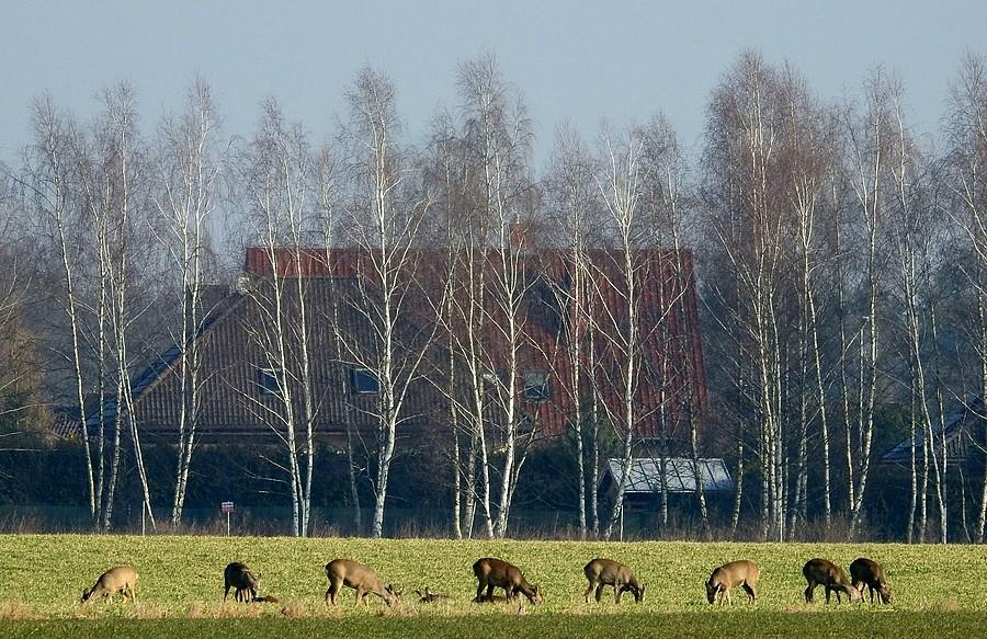 Stadko saren w stałym miejscu
