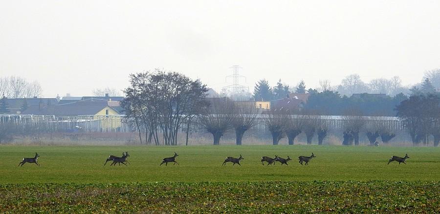Spłoszone sarenki