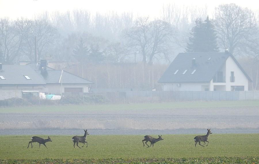 Pędzące przez pole sarenki