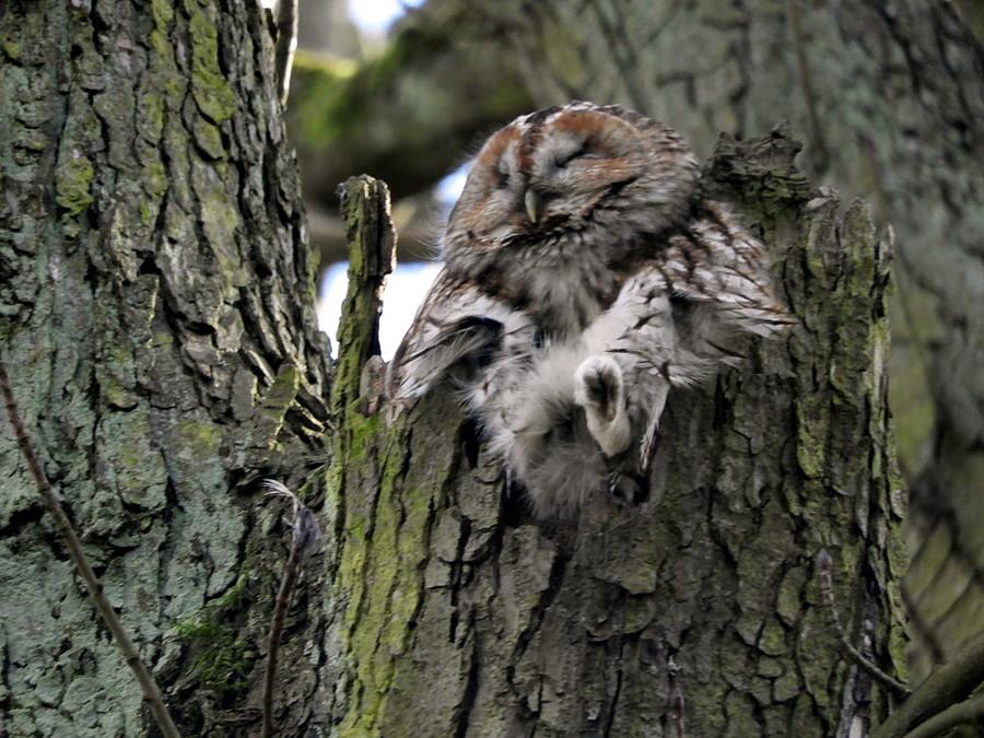 Sowa z Lasku Arkońskiego.