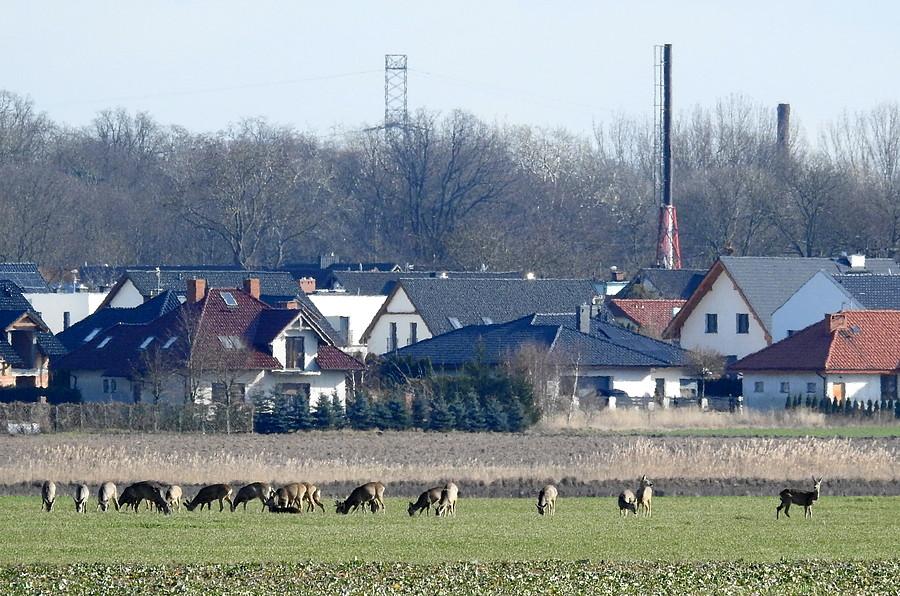Stadko sarenek przydomowych