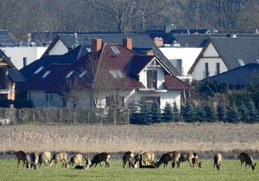 Zbliżenie na stadko
