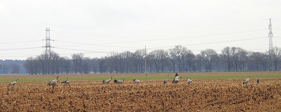 Spore stadko żurawi