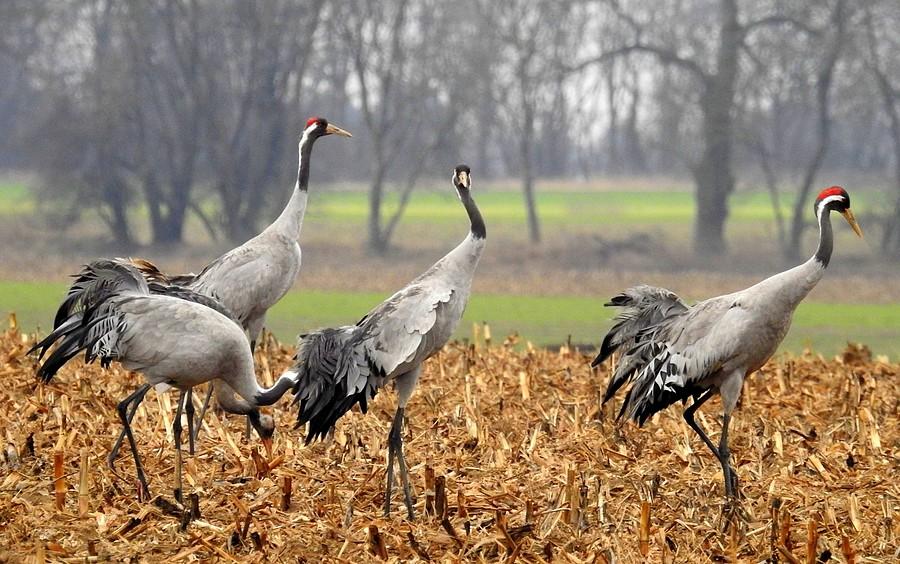 Jeden z żurawi mnie wypatrzył