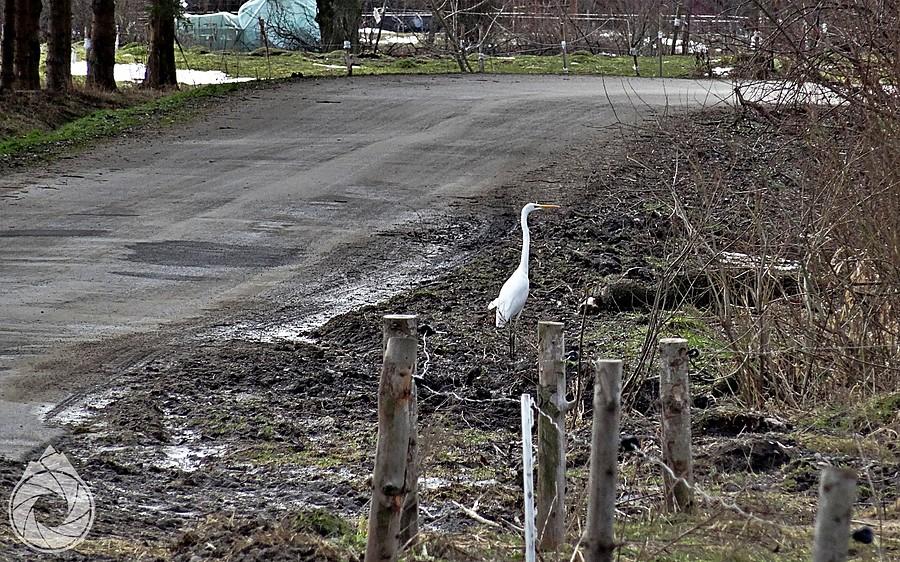 w Myscowej po drogach paradują czaple