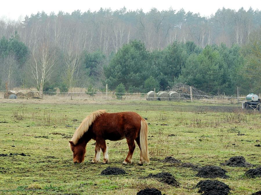 Konik spod miejscowości Buk.