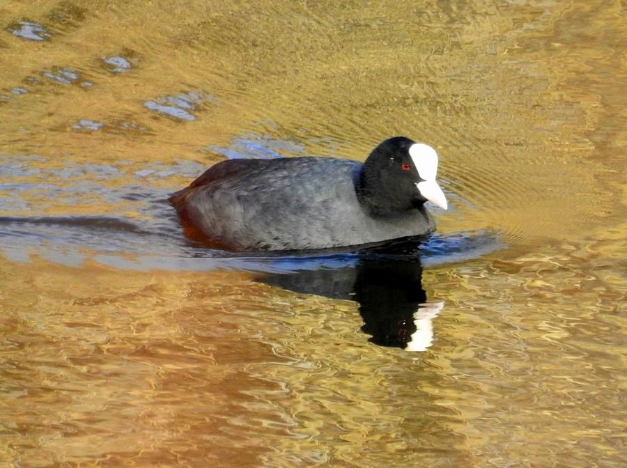 Płynąca łyska