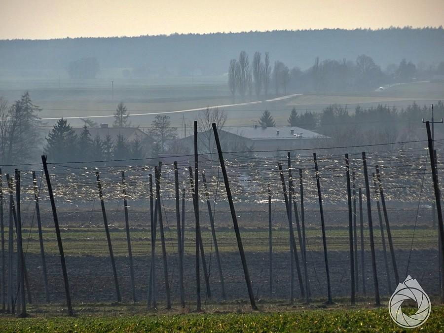 uprawy mega-fasoli z toskańskimi klimatami w tle