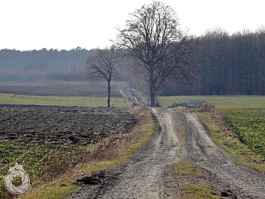 piachu podlubelskie