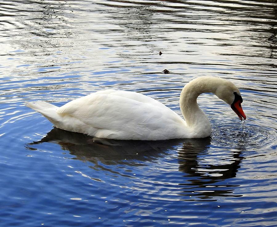 Łabędź szukający jedzenia